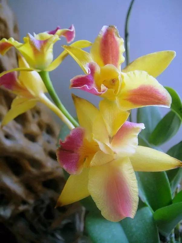 苍山珍稀兰花品种有哪些,顶级珍稀兰花品种大全视频