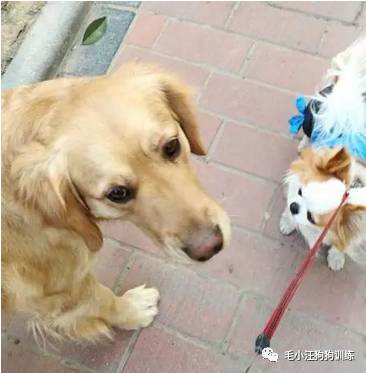 狗子好不容易和金毛女神独处,动情关键时刻竟然尿了!现场日狗真是……