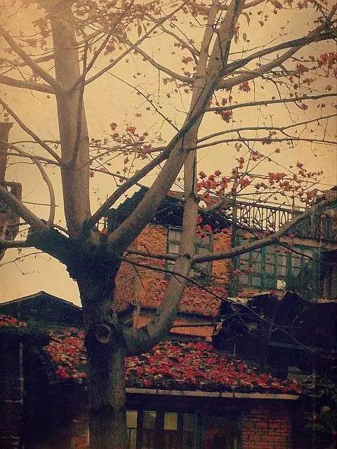 致橡树的背景音乐,致橡树表达的爱情观是什么