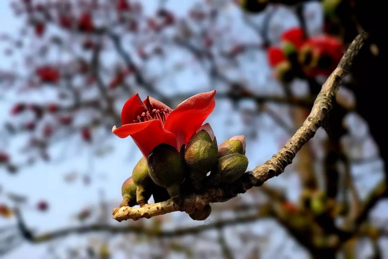 致橡树的背景音乐,致橡树表达的爱情观是什么