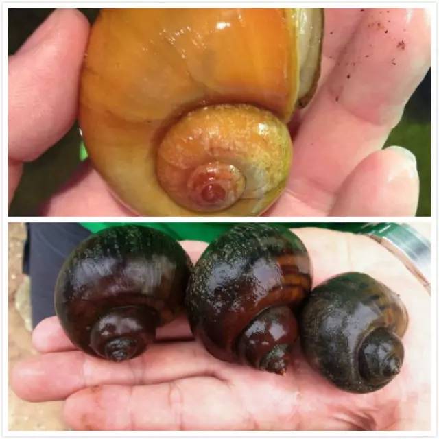 福寿螺寄生虫真实案,女子吃福寿螺感染寄生虫