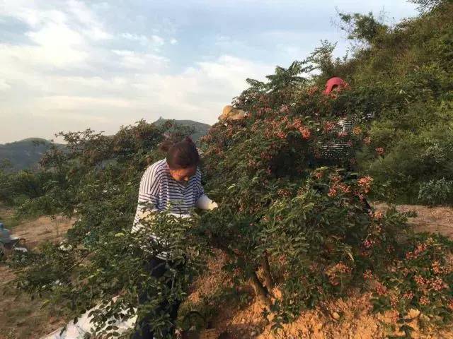 韩城西庄摘花椒哪里需要人,韩城花椒采摘联系电话