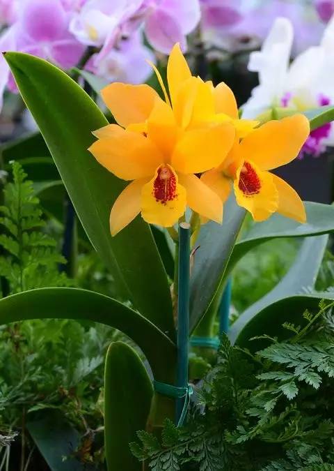 苍山珍稀兰花品种有哪些,顶级珍稀兰花品种大全视频