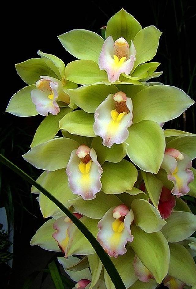 苍山珍稀兰花品种有哪些,顶级珍稀兰花品种大全视频