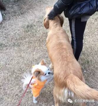 狗子好不容易和金毛女神独处,动情关键时刻竟然尿了!现场日狗真是……