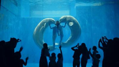 孩子去极地馆总是玩不够？现在一家三口无限次畅游只要650元｜还有机会抢免费门票