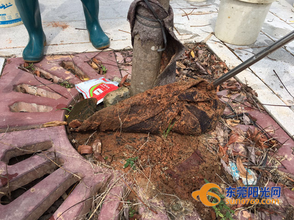 高埗公园红火蚁防治多少钱,巨大红火蚁窝被咬