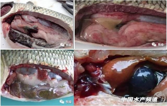 草鱼如何防治肝胆综合征,草鱼肝胆综合症的症状