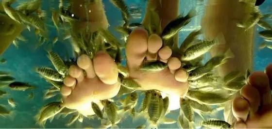 动物们开始工作,动物们开始冒险