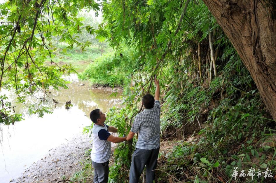 四川南充西河水清岸绿鱼儿跃河长邀您去游泳