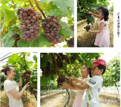 江西共青城风景区,走遍江西100县