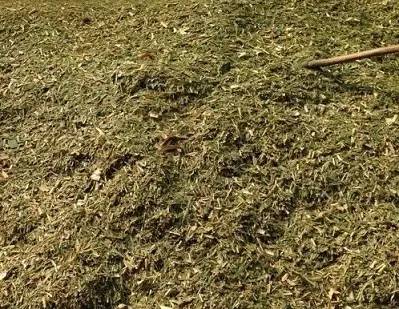 玉米秸秆制作秸秆颗粒饲料图片,玉米秸秆怎么制作养牛饲料