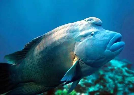 动物们开始工作,动物们开始冒险