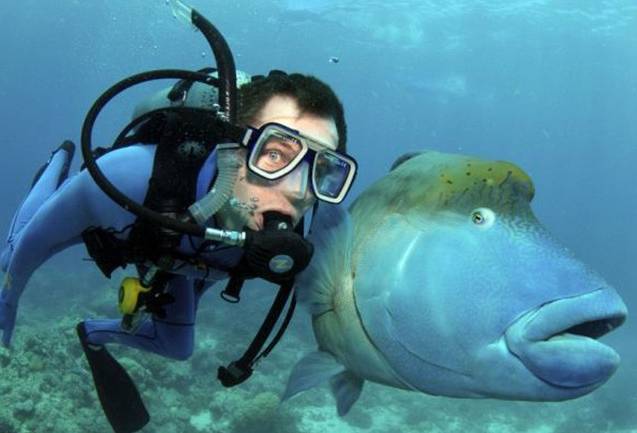 动物们开始工作,动物们开始冒险