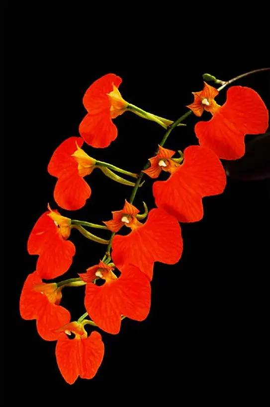 苍山珍稀兰花品种有哪些,顶级珍稀兰花品种大全视频