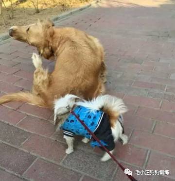 狗子好不容易和金毛女神独处,动情关键时刻竟然尿了!现场日狗真是……