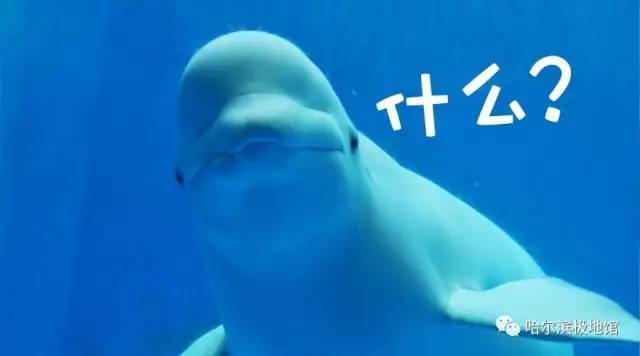 孩子去极地馆总是玩不够?现在一家三口无限次畅游只要650元|还有机会抢免费门票