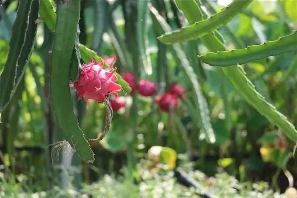 禅城小岛,禅城周边海边景点有哪些