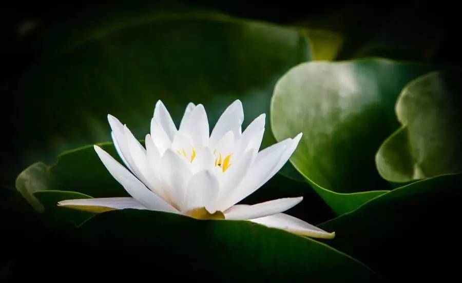 花之声舞蹈完整版,睡莲开花一天开的全部过程