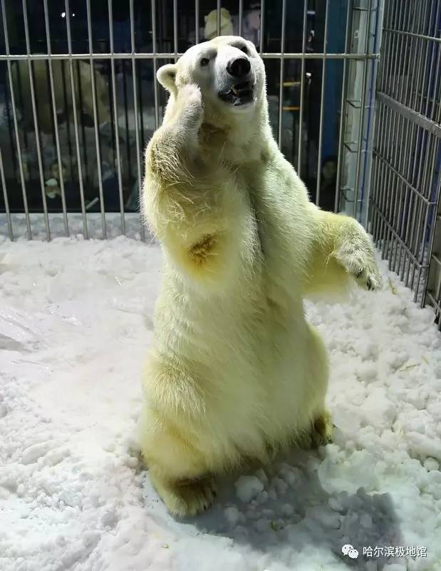 孩子去极地馆总是玩不够?现在一家三口无限次畅游只要650元|还有机会抢免费门票