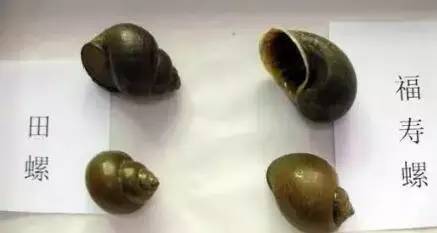福寿螺寄生虫真实案,女子吃福寿螺感染寄生虫