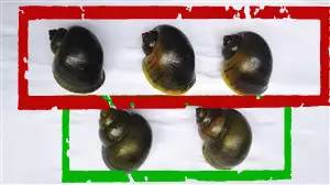 福寿螺寄生虫真实案,女子吃福寿螺感染寄生虫