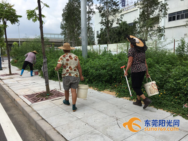 高埗公园红火蚁防治多少钱,巨大红火蚁窝被咬