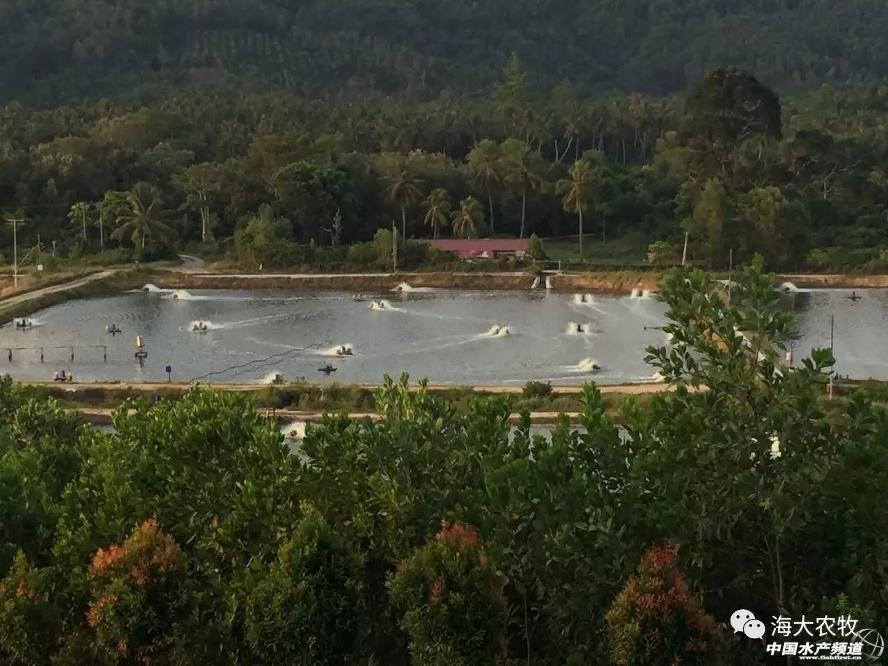 养虾调水秘诀,养虾成功