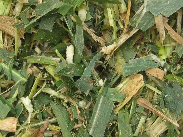 玉米秸秆制作秸秆颗粒饲料图片,玉米秸秆怎么制作养牛饲料