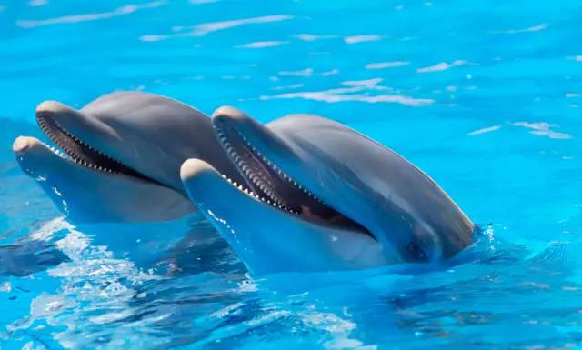 动物们开始工作,动物们开始冒险