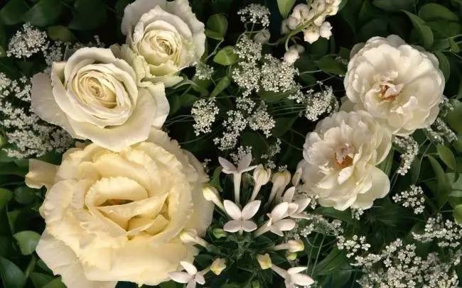 咏玫瑰｜芒刺从来不解难，远了相思，却了情关