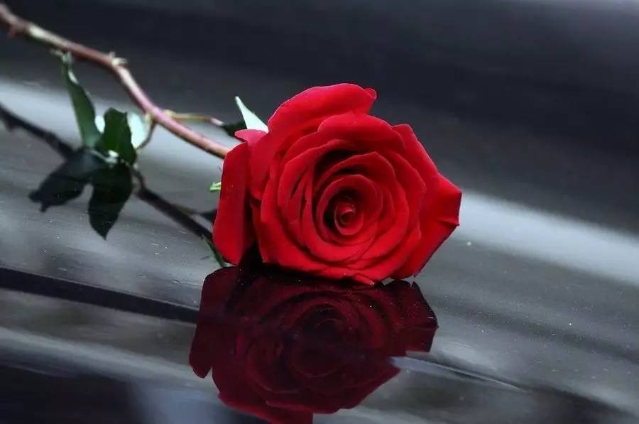 咏玫瑰｜芒刺从来不解难，远了相思，却了情关