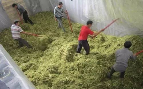 玉米秸秆制作秸秆颗粒饲料图片,玉米秸秆怎么制作养牛饲料