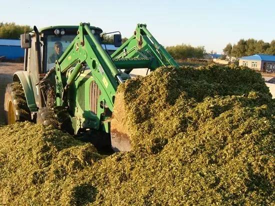 玉米秸秆制作秸秆颗粒饲料图片,玉米秸秆怎么制作养牛饲料