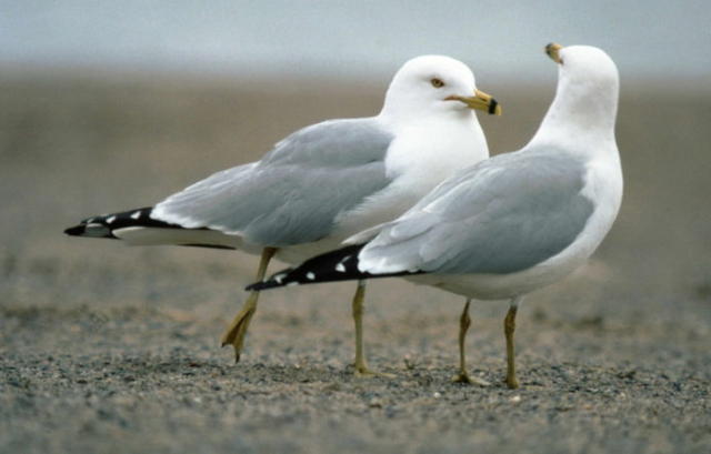 动物们开始工作,动物们开始冒险