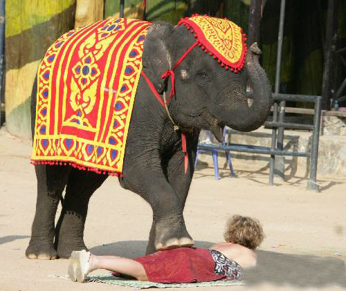 动物们开始工作,动物们开始冒险