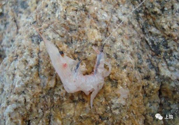 海钓课堂,海钓通用什么鱼饵最好呢