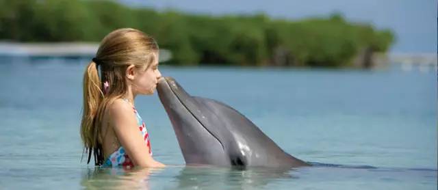 动物们开始工作,动物们开始冒险