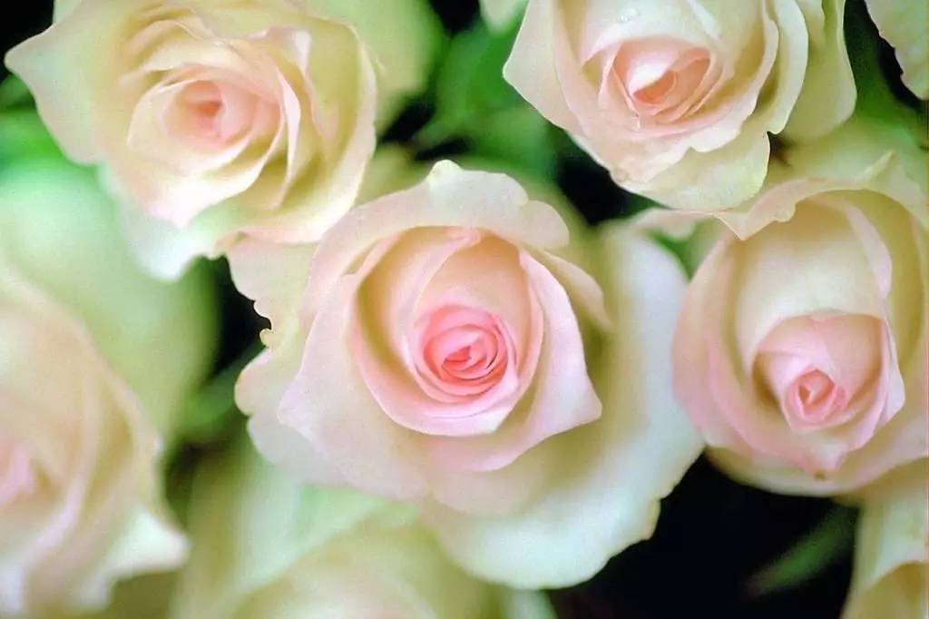 咏玫瑰｜芒刺从来不解难，远了相思，却了情关