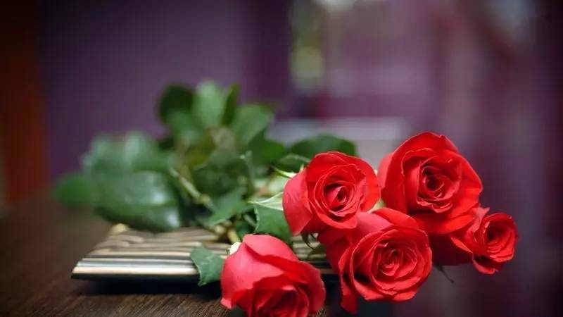 咏玫瑰｜芒刺从来不解难，远了相思，却了情关