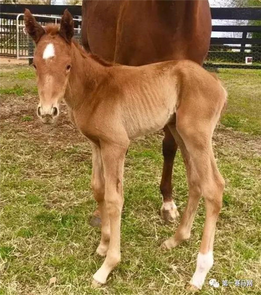 神奇百万马匹拍卖,神奇百万马匹拍卖会