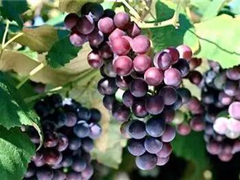 长沙葡萄采摘,长沙天露葡萄采摘时间