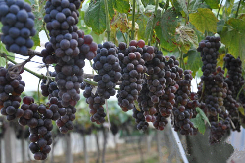 长沙葡萄采摘,长沙天露葡萄采摘时间