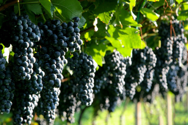 长沙葡萄采摘,长沙天露葡萄采摘时间