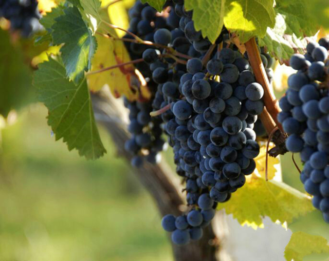 长沙葡萄采摘,长沙天露葡萄采摘时间