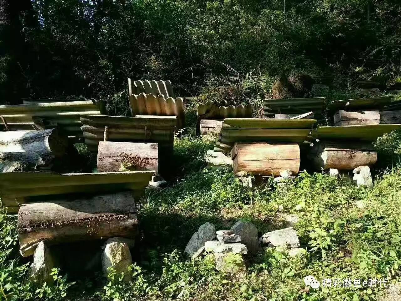 魏亚玲福建泉州,广安魏亚玲