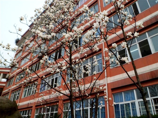 新宜宾三中,谢谢你三个字的歌词