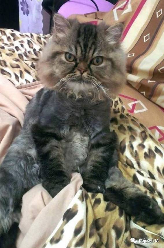 再美的喵，也过不了剃毛这道坎儿