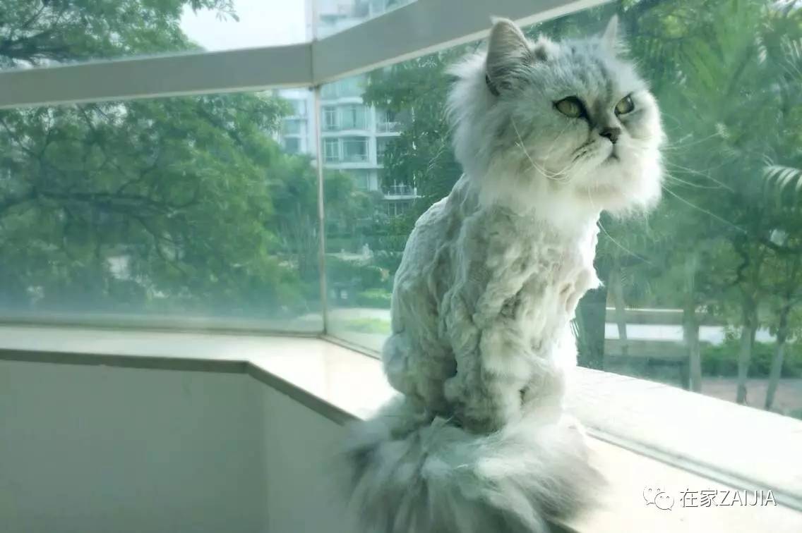 再美的喵，也过不了剃毛这道坎儿