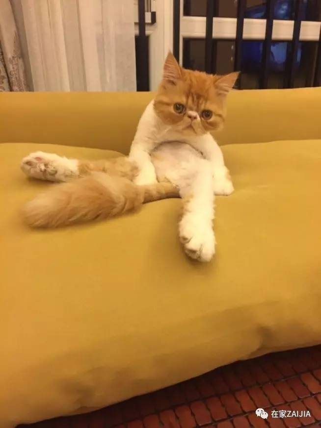 再美的喵，也过不了剃毛这道坎儿